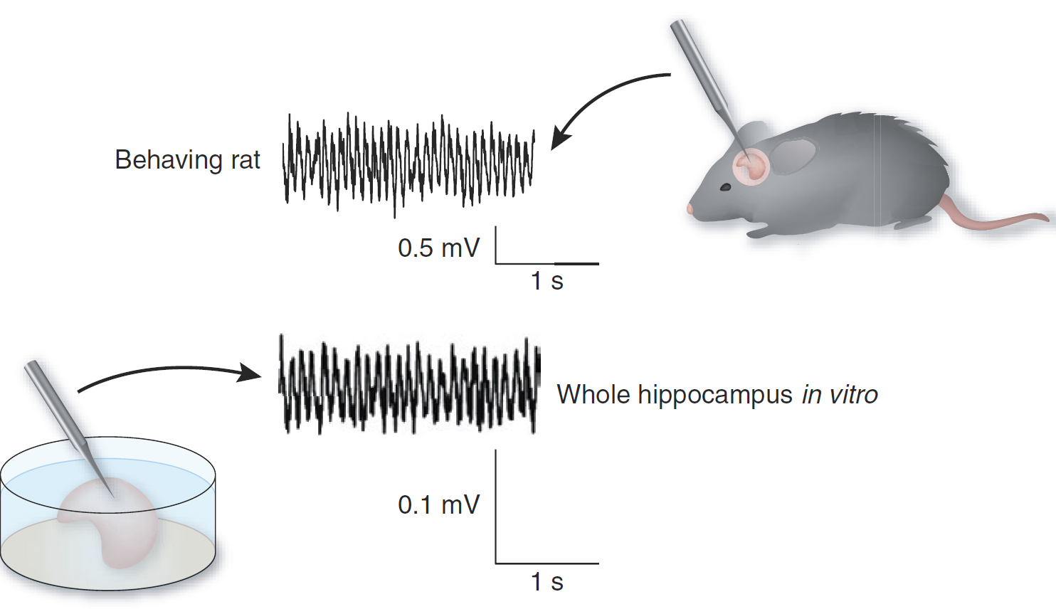 Diagram showing the theta recorded from the complete hippocampus in vitro and that recorded in vivo showing the surprising resemblance in the signal (adapted from Colgin and Moser’s News and Views in Nature Neuroscience, 2009)